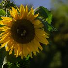 Sonnenblume-