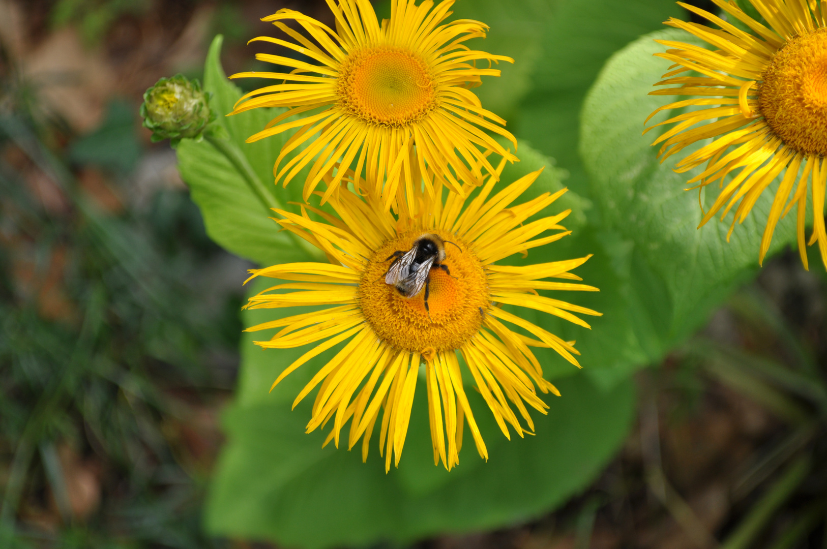 Sonnenblume