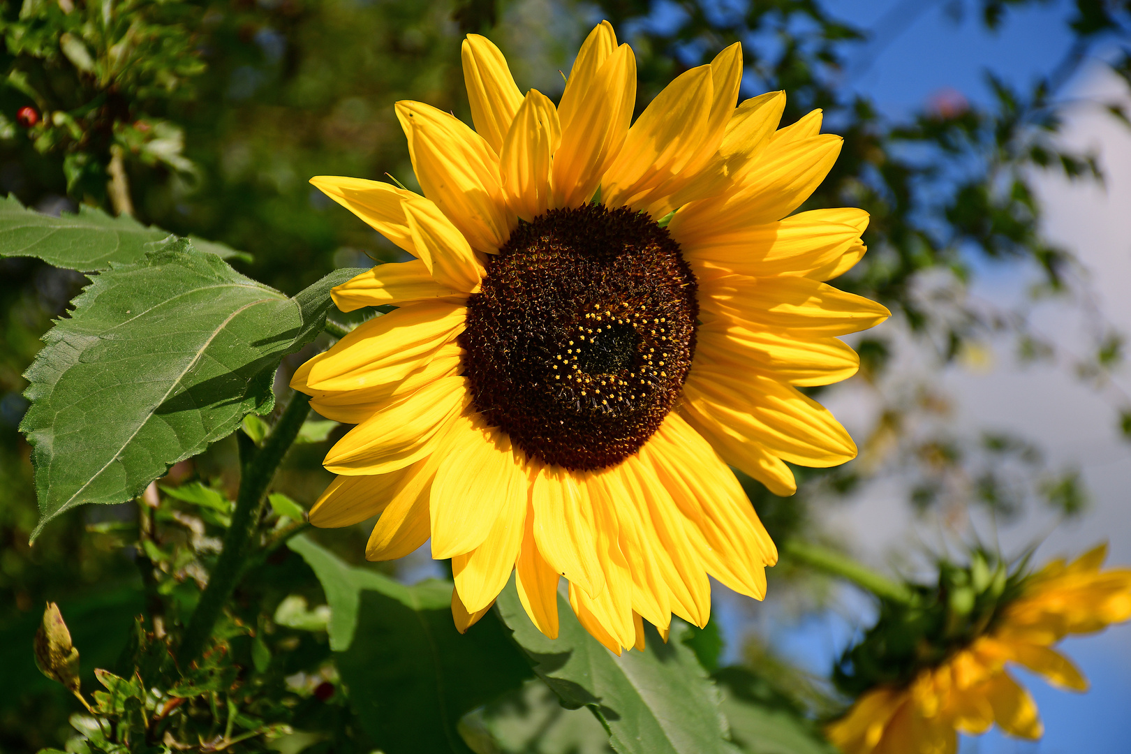 Sonnenblume Foto & Bild | natur, sonnenblume Bilder auf fotocommunity