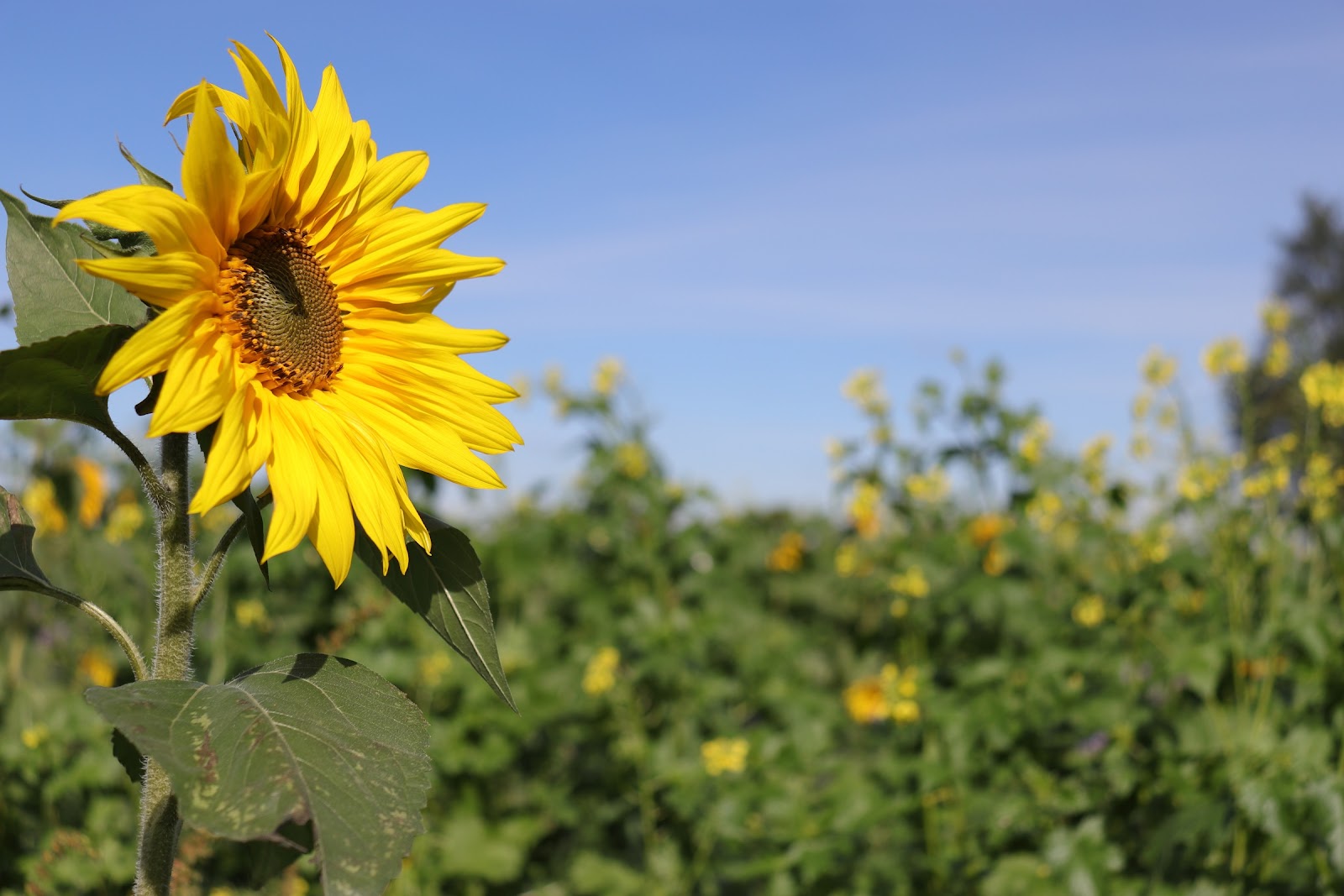 Sonnenblume