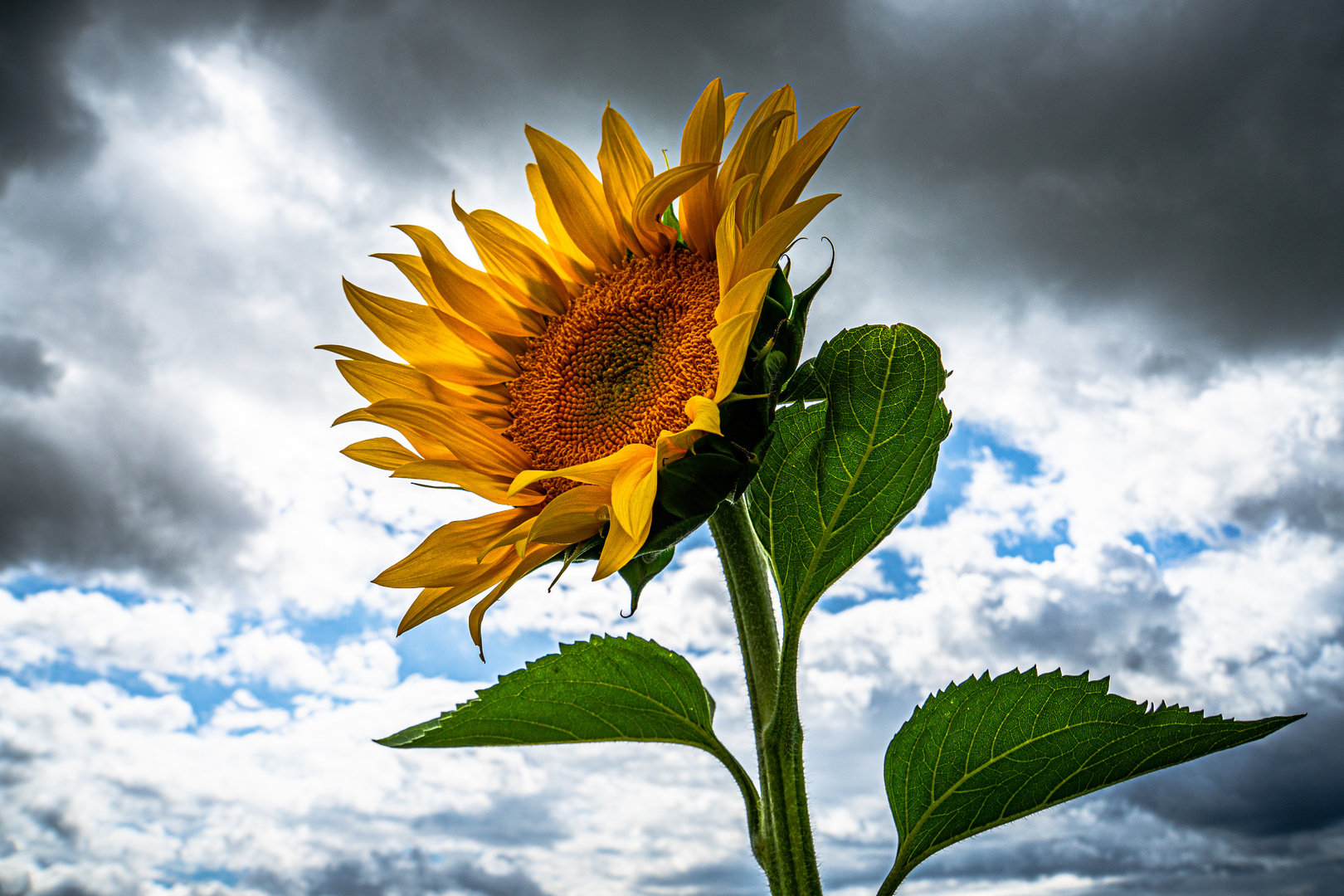 Sonnenblume Foto & Bild pflanzen, pilze & flechten, blüten