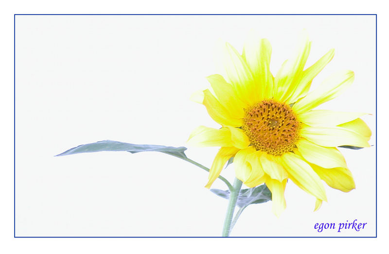 Sonnenblume  : - (