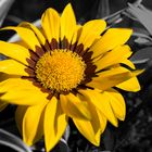 Sonnenblume