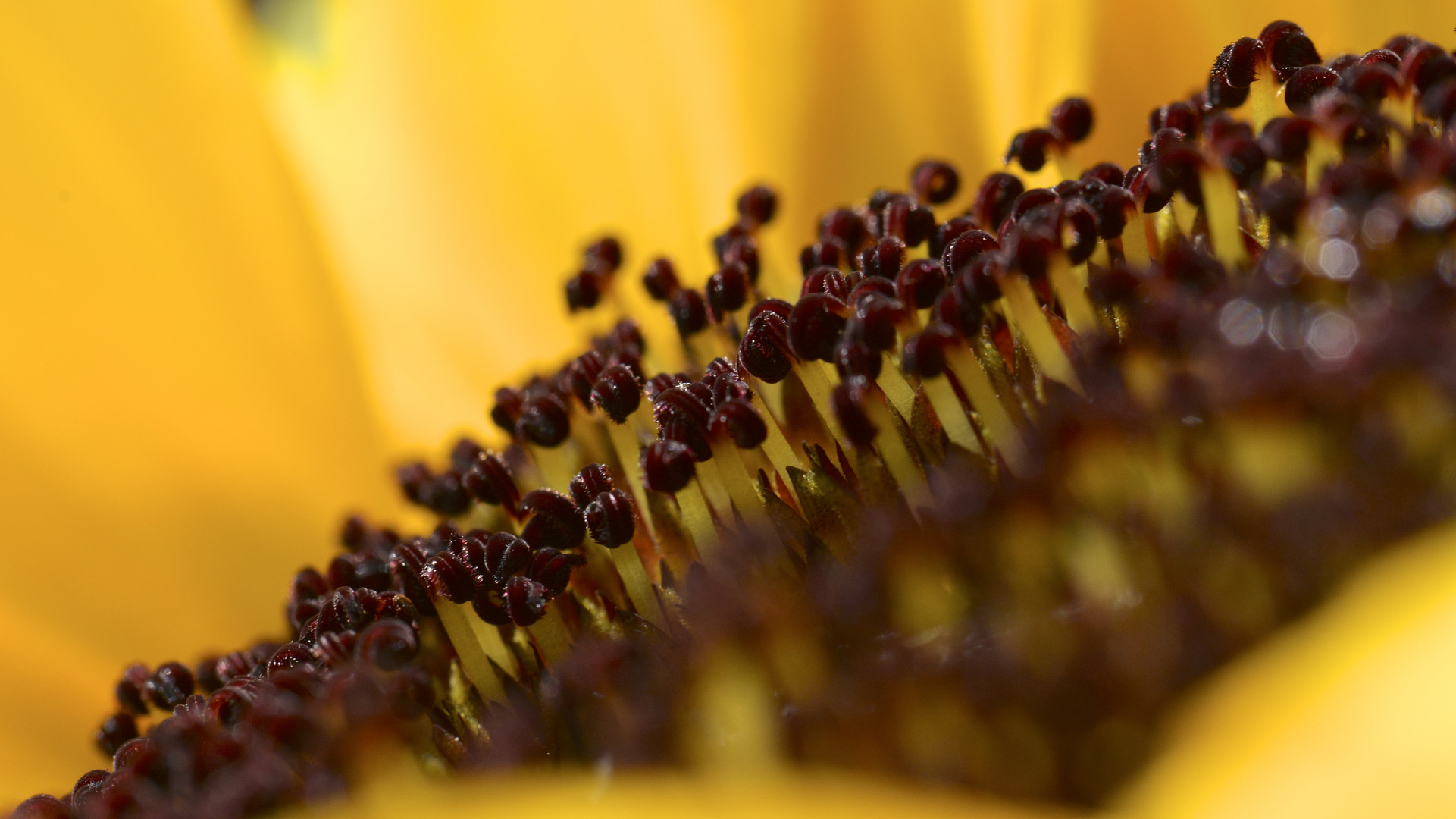 Sonnenblume