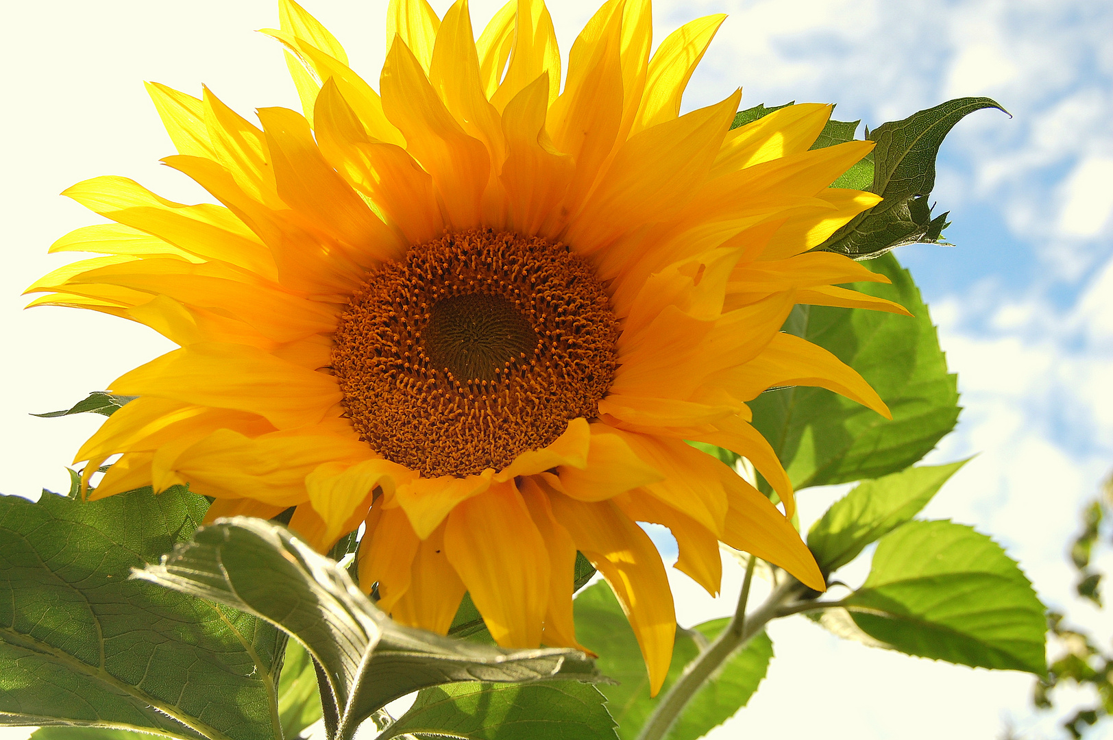 Sonnenblume Foto & Bild pflanzen, pilze & flechten, bilder, natur