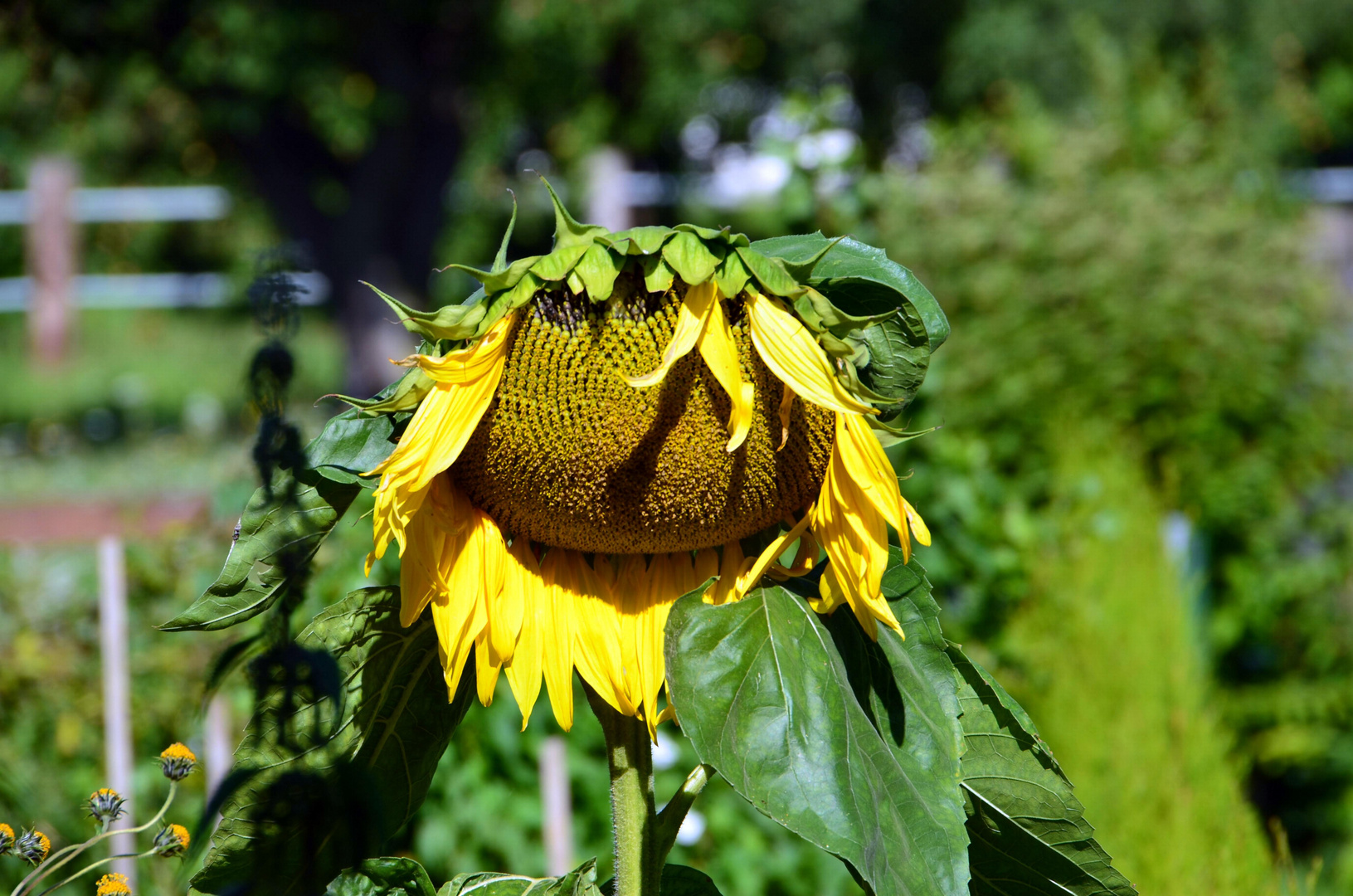 Sonnenblume