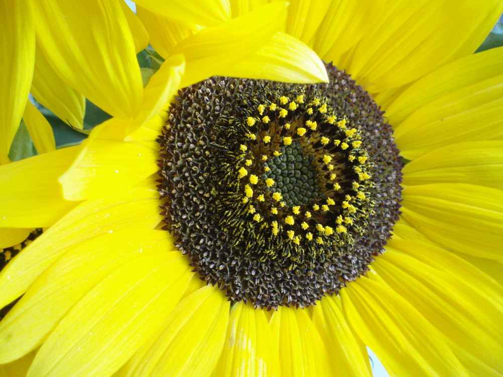 Sonnenblume