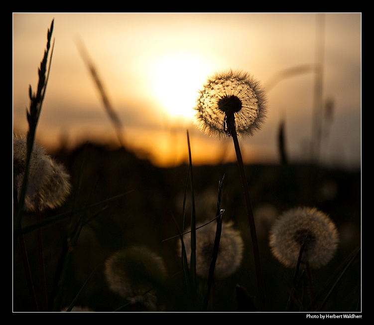 .. "Sonnenblume" ..