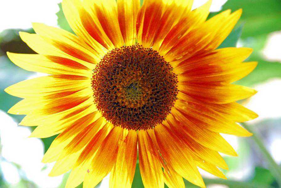 Sonnenblume