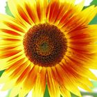 Sonnenblume