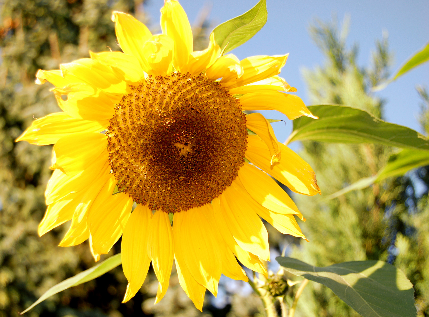 Sonnenblume