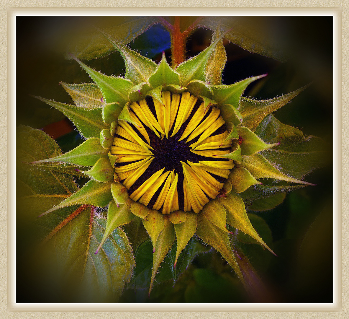  Sonnenblume 