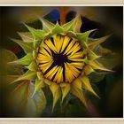  Sonnenblume 