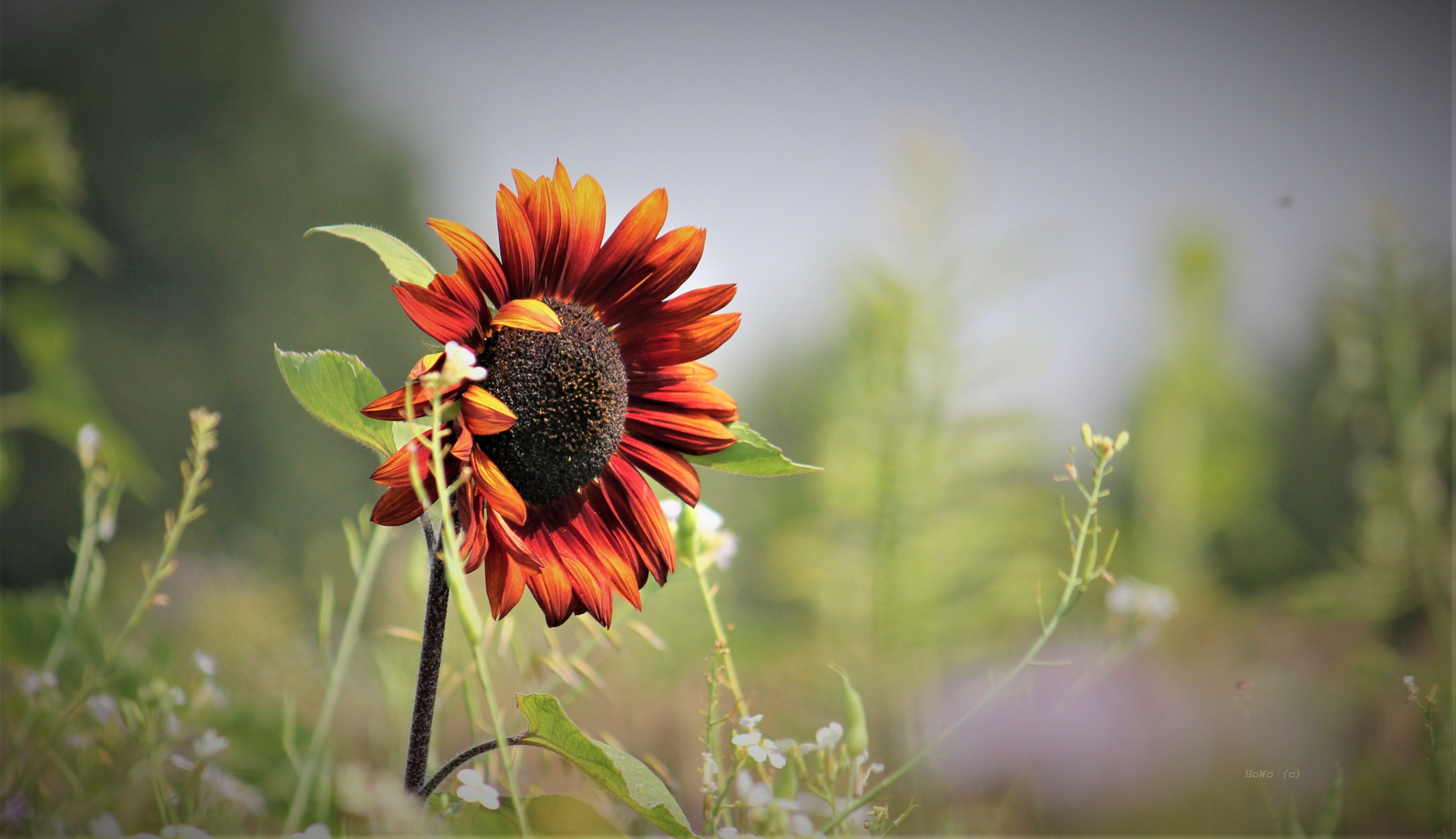 Sonnenblume