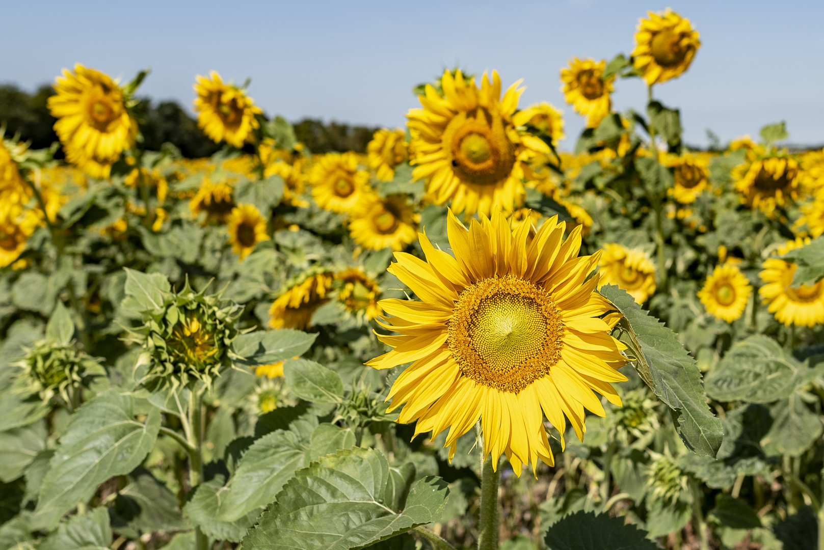 Sonnenblume