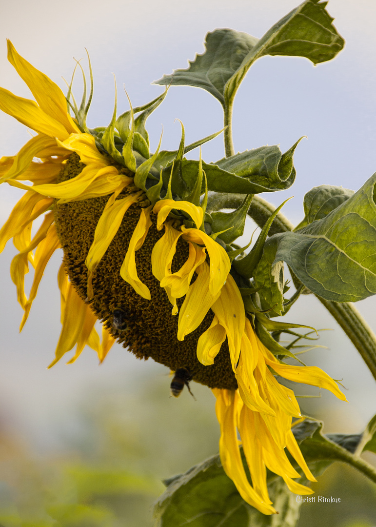 Sonnenblume 