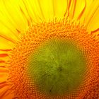 Sonnenblume