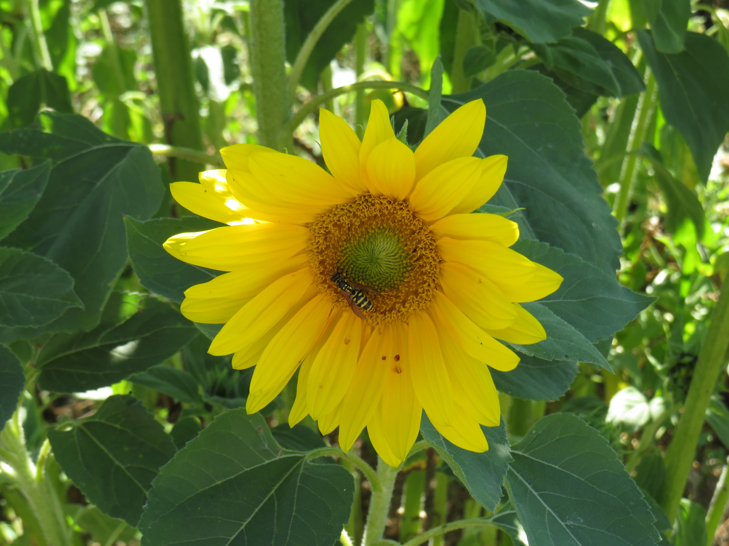 sonnenblume