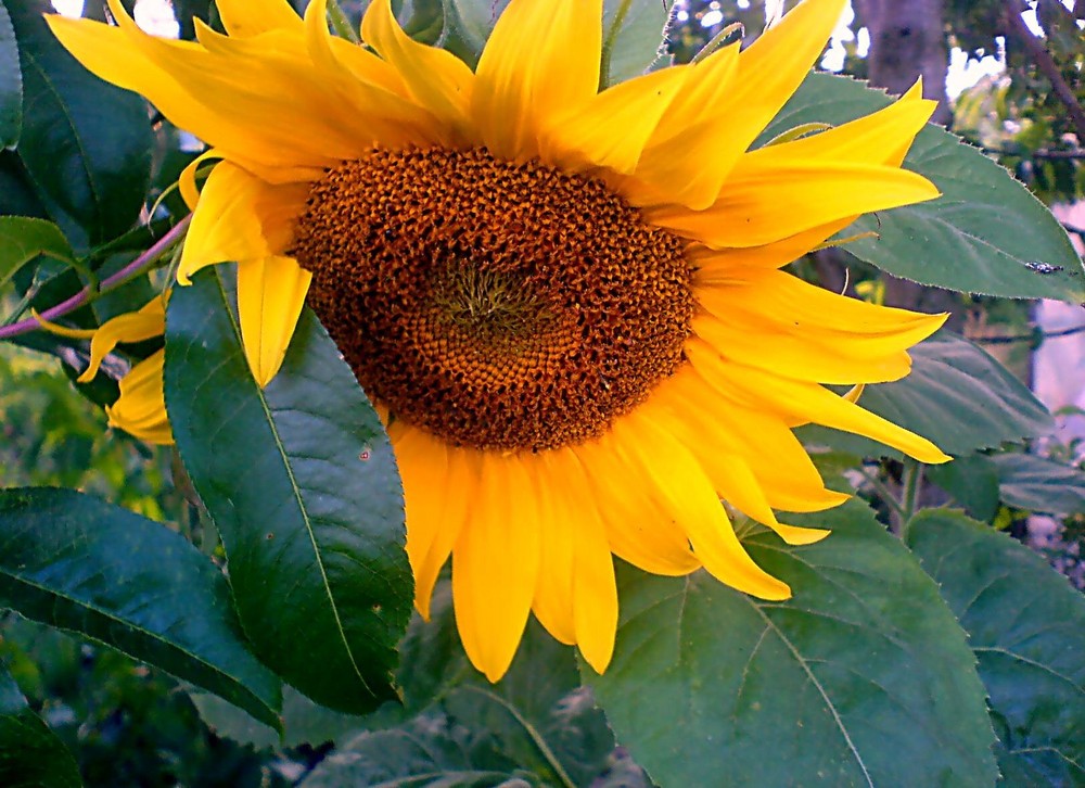 Sonnenblume