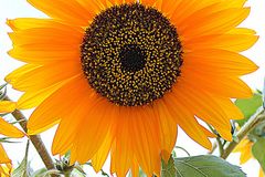 Sonnenblume