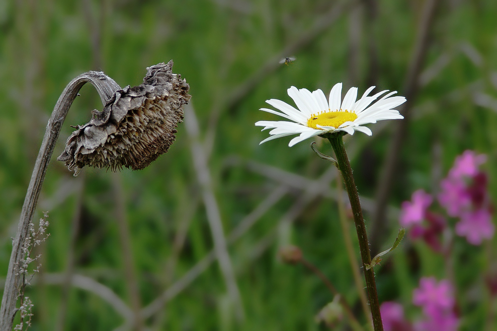 Sonnenblume