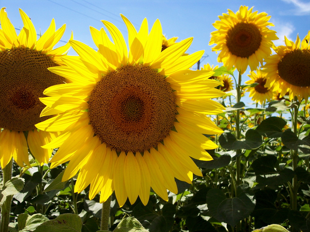 ... Sonnenblume a la Dordogne ...