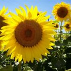 ... Sonnenblume a la Dordogne ...