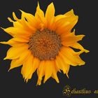 Sonnenblume ...