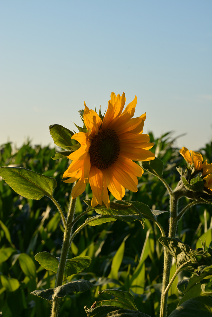 Sonnenblume