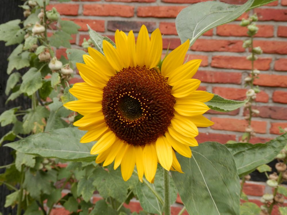 Sonnenblume