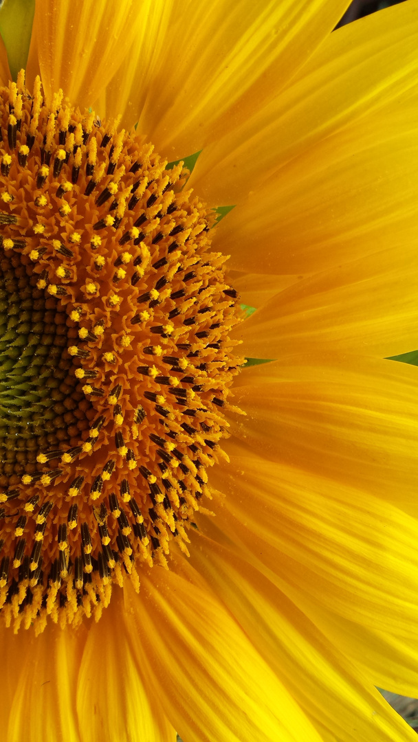 Sonnenblume