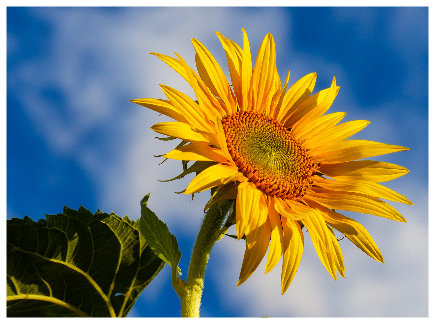 Sonnenblume Foto &amp; Bild | pflanzen, pilze &amp; flechten, blüten ...