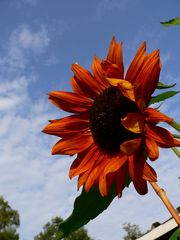 Sonnenblume