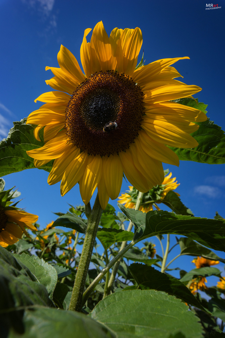 Sonnenblume