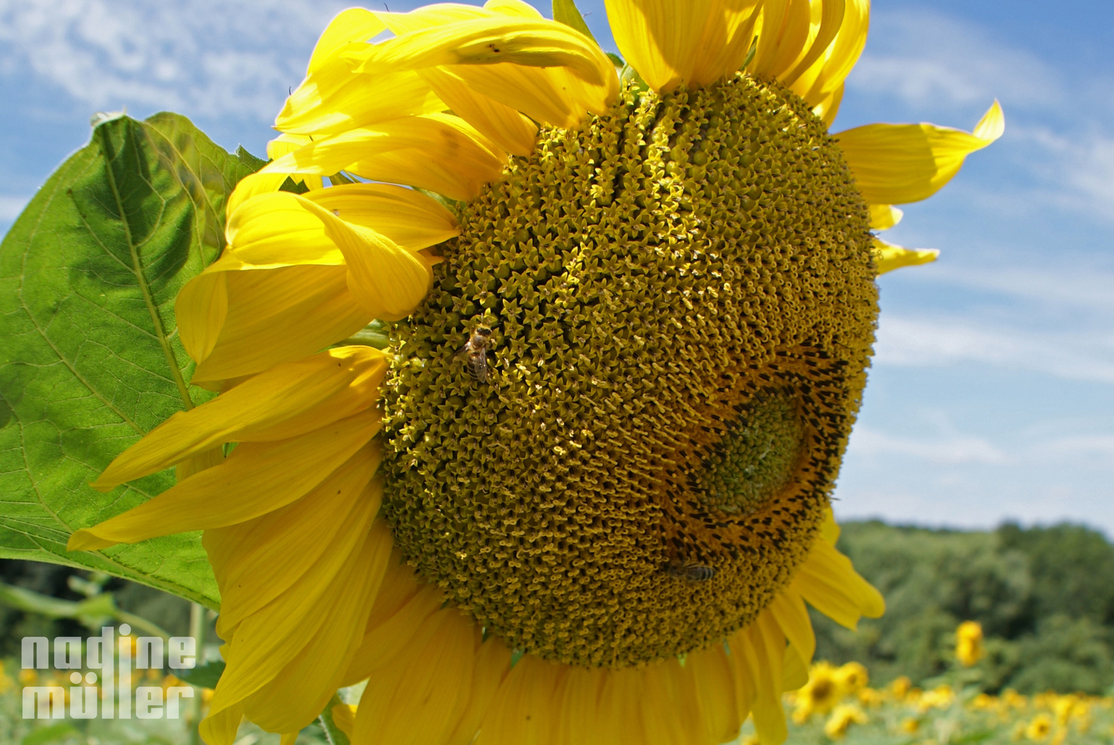 Sonnenblume