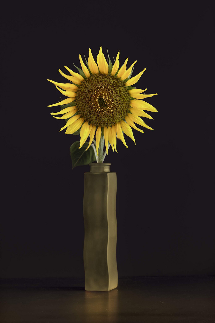 Sonnenblume