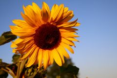 Sonnenblume