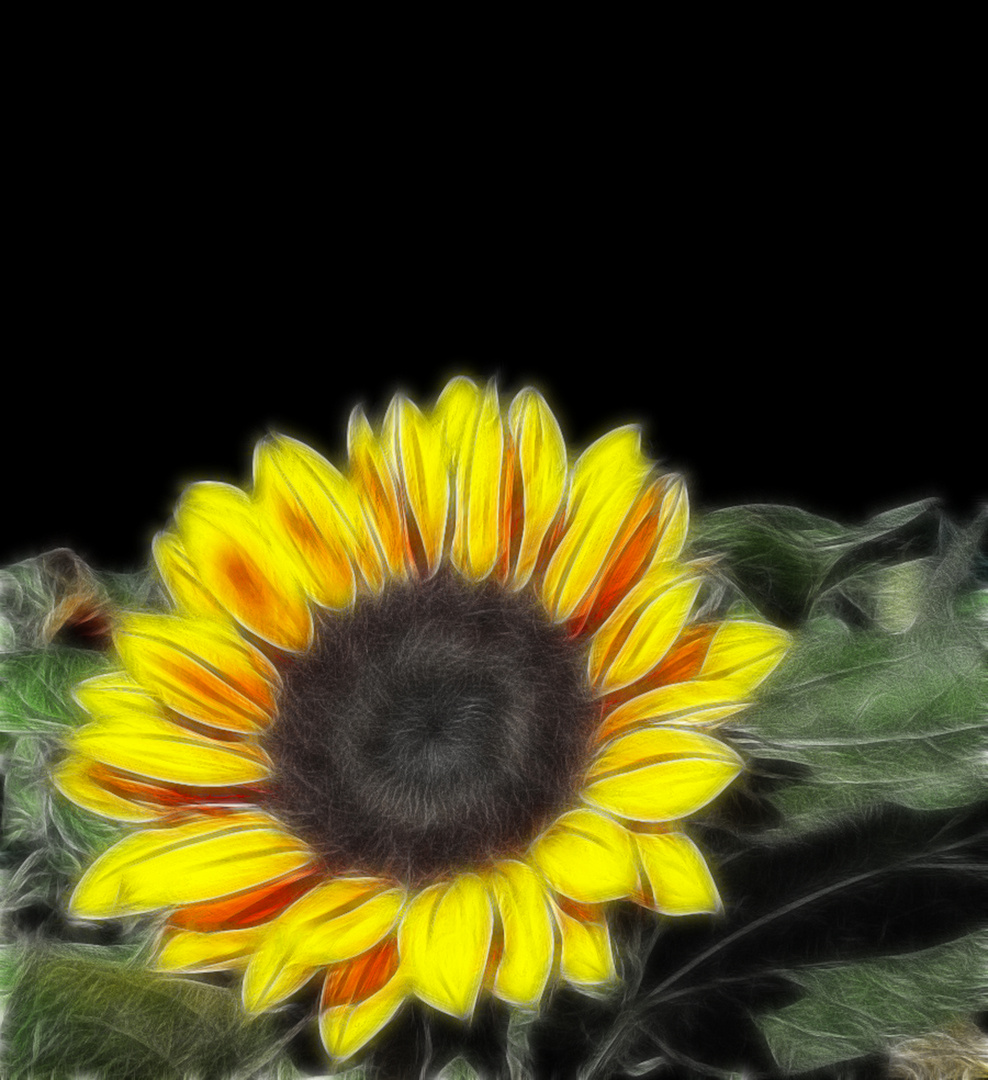 " Sonnenblume "