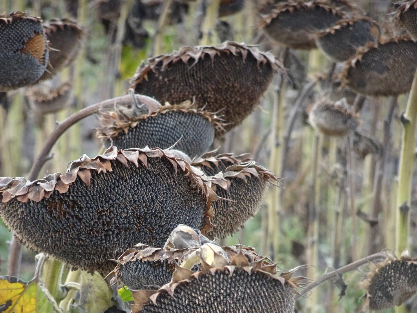 Sonnenblume