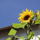 Sonnenblume