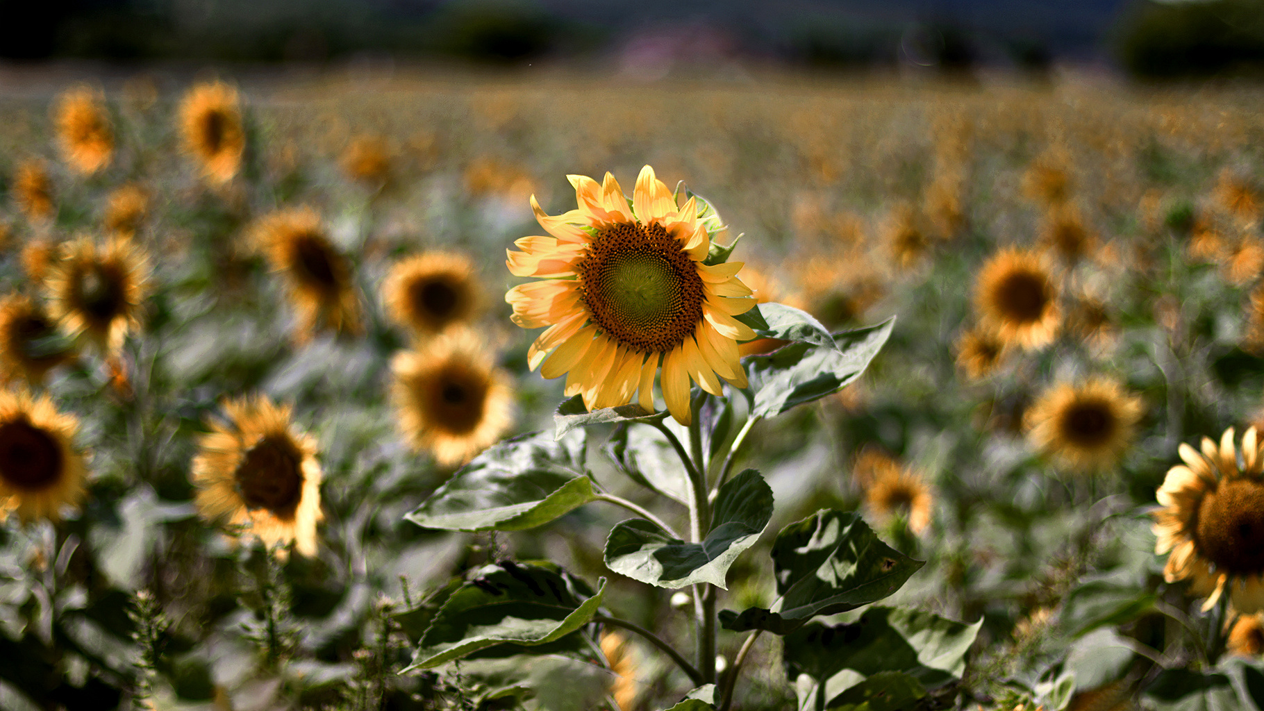 Sonnenblume 