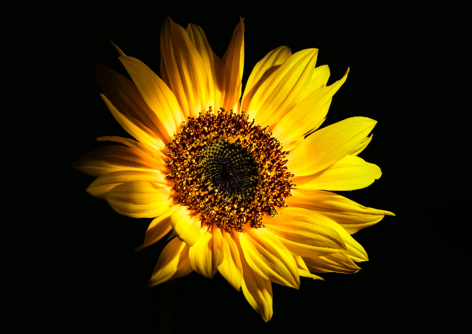 Sonnenblume