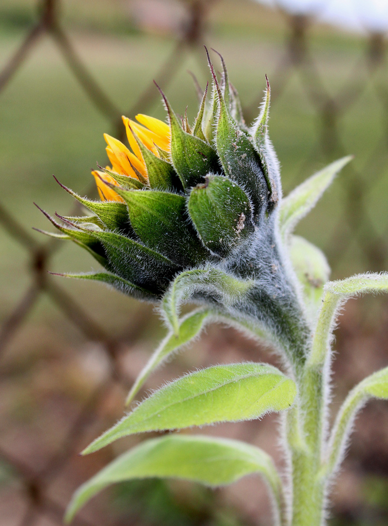 Sonnenblume