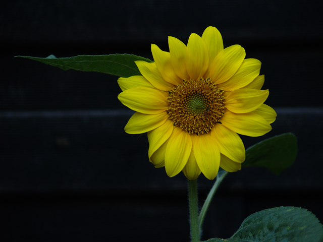 Sonnenblume