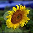 Sonnenblume