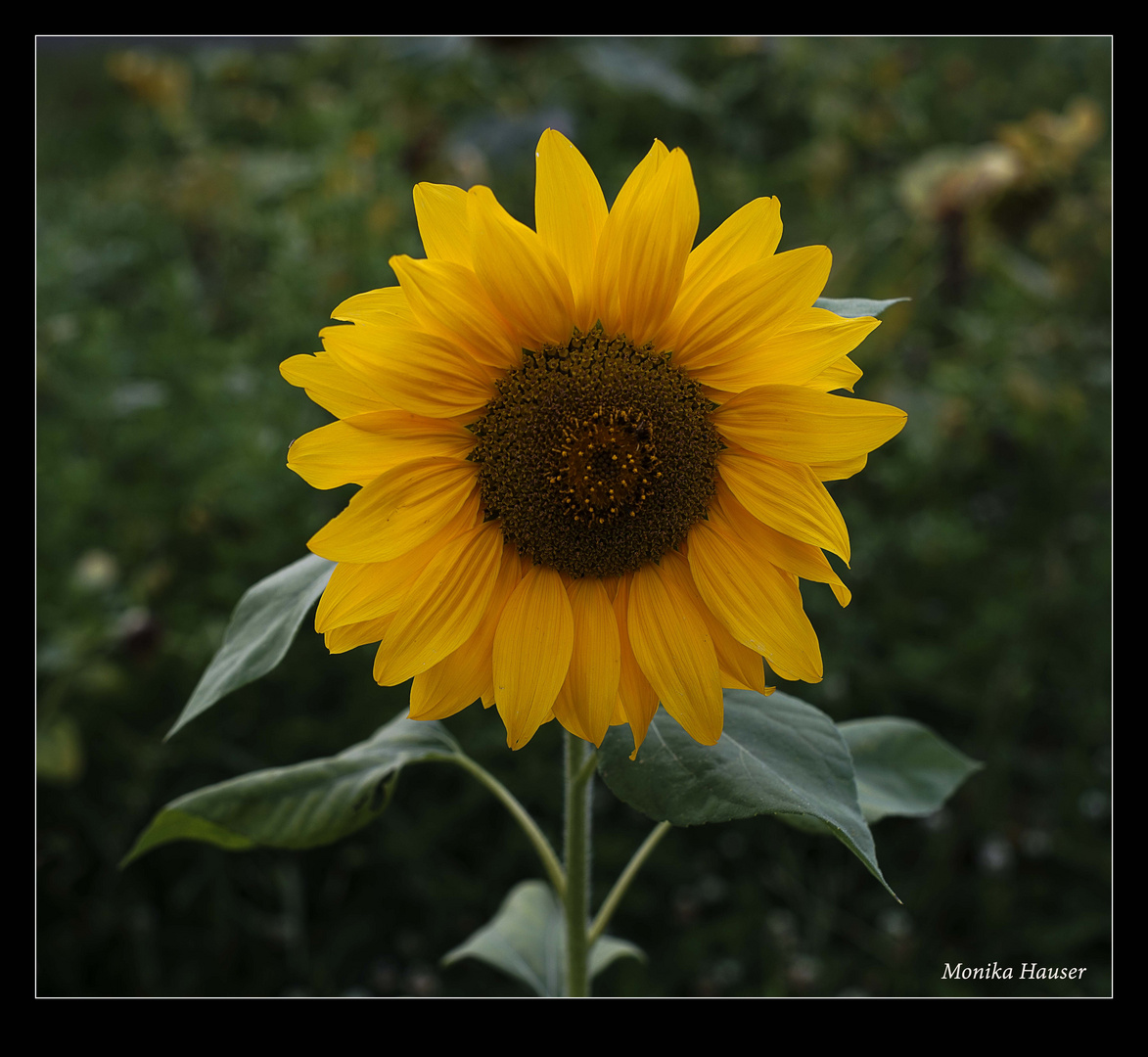 Sonnenblume