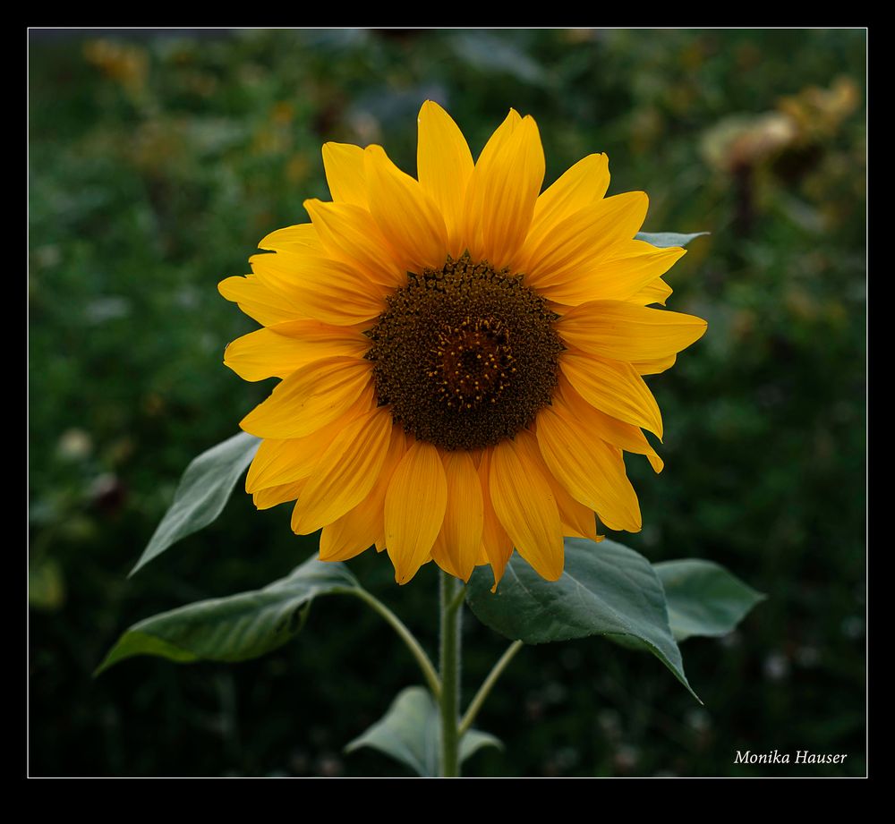 Sonnenblume