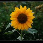 Sonnenblume