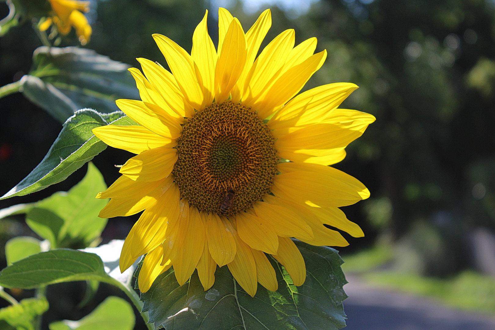 Sonnenblume 