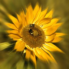 Sonnenblume